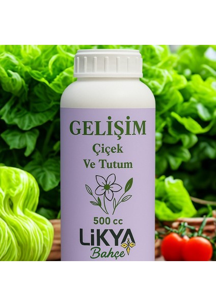 Gelişim Sebze ve Meyve Bitki Besini modelleri