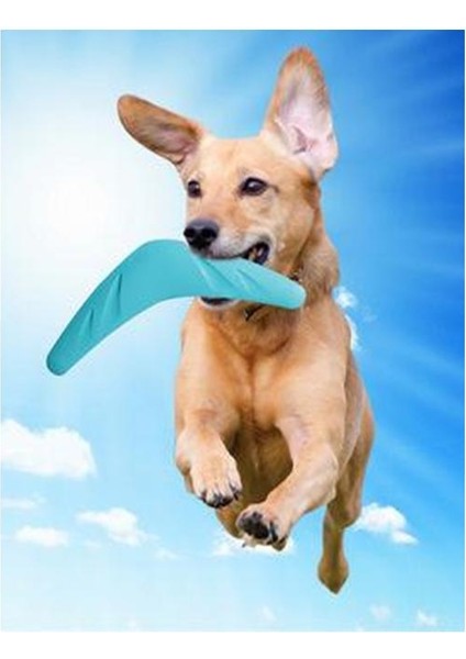 Bumerang Frizbi Köpek Oyuncağı 28CM fiyatları
