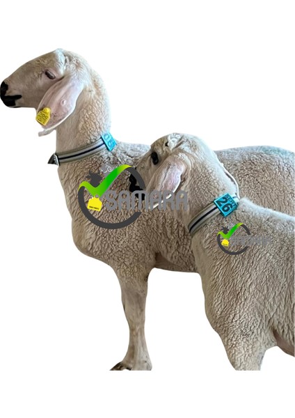 350 Adet Turkuaz Renk Küçükbaş Hayvan Boyunluk Kemer ve Numaratör Takımı (Kemer+Numara) fiyatları