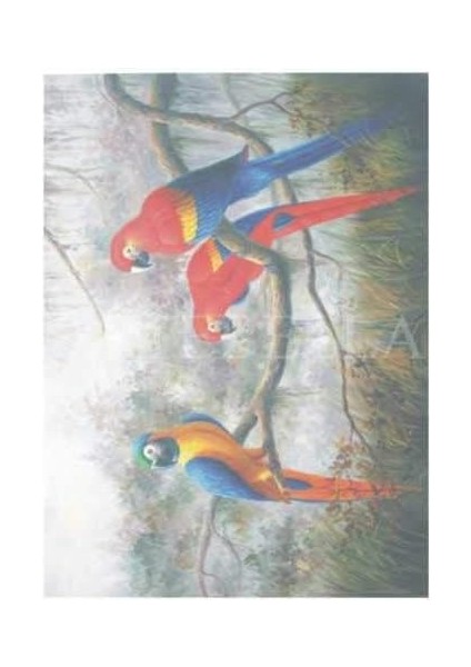 Extra Büyük Kolay Transfer Koyu Zemin 33X48 cm 1604K