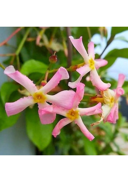 Pembe Çiçekli Arap Yasemini "pink Showers" 1-2 Yaş Arası Tüplü fiyatları