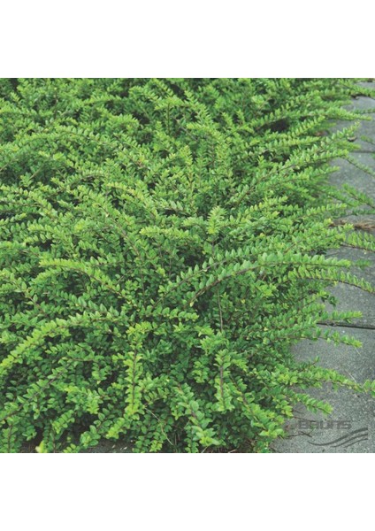 Bodur Hanımeli [lonicera Nitida] Fidanı Bodur Çit Bitkisi 1-2 Yaş Arası Tüplü