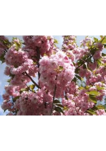 Kırmızı Yapraklı Süs Kirazı "prunus Schubert" Fidanı 1-2 Yaş Arası Tüplü