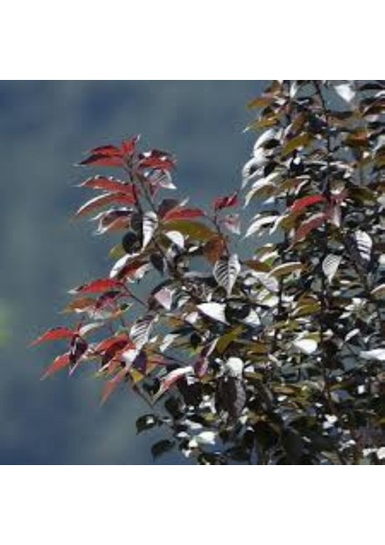 Kırmızı Yapraklı Süs Kirazı "prunus Schubert" Fidanı 1-2 Yaş Arası Tüplü modelleri