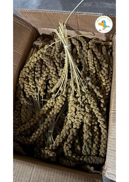 1 kg Jumbo Boy Daldarı fiyatları