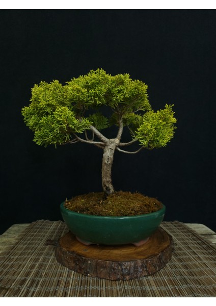 Bonsai Old Gold Ardıç Yaklaşık 7-8 Yaşlarında