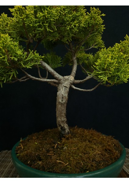 Bonsai Old Gold Ardıç Yaklaşık 7-8 Yaşlarında fiyatları