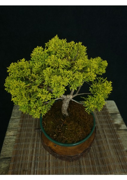 Bonsai Old Gold Ardıç Yaklaşık 7-8 Yaşlarında modelleri