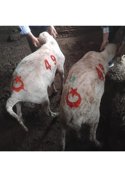 1 Adet Küçükbaş Soğuk Damga Numaratörü 8 cm + Ayyıldız Hediye fiyatları