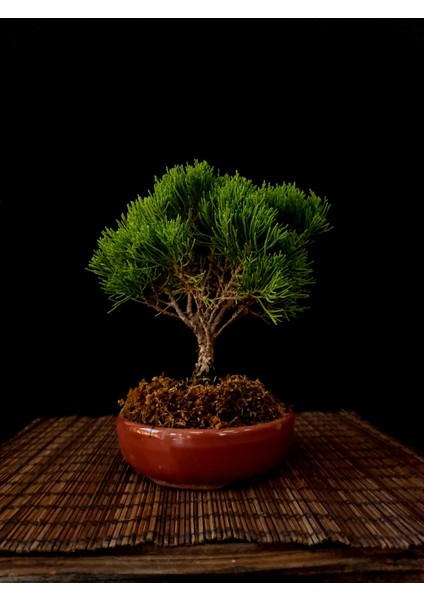Ardıç Bonsai 2-3 Yaşlarında