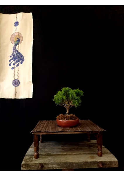 Ardıç Bonsai 2-3 Yaşlarında fiyatları