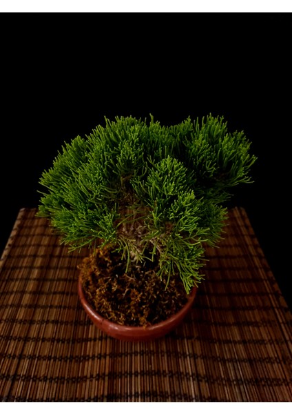 Ardıç Bonsai 2-3 Yaşlarında fırsatları