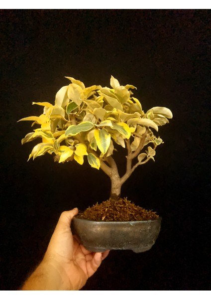 Bonsai Iğde Ağacı Yaklaşık 4-5 Yaşlarında