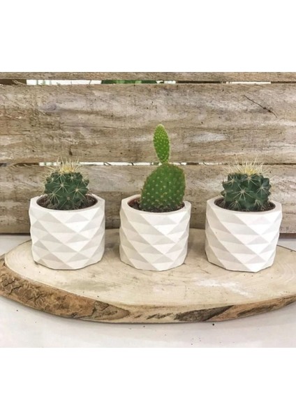 Xhomeaksesuar Beyaz Prizma Tasarım Mini Saksılık Kaktüs ve Sukulentlik 3'lü Set