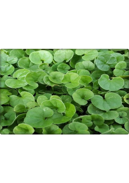 Fare Kulağı - Dichondra Repens(1 Kg) Orijinal Kutu fırsatları