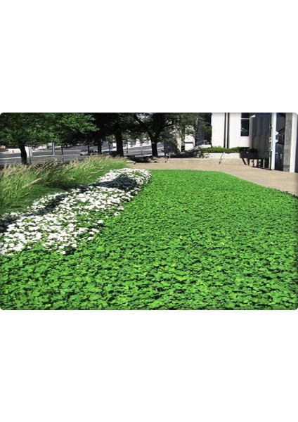 Fare Kulağı - Dichondra Repens(1 Kg) Orijinal Kutu indirimleri
