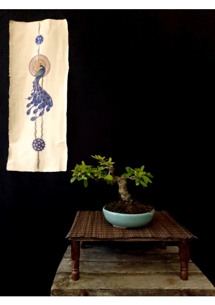 Bonsai Japon Ayvası YAKLAŞIK15 Yaşlarında