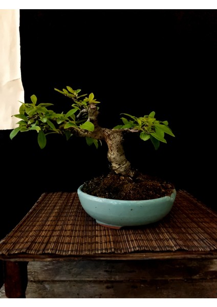 Bonsai Japon Ayvası YAKLAŞIK15 Yaşlarında fiyatları