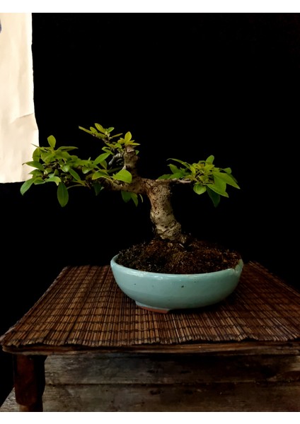 Bonsai Japon Ayvası YAKLAŞIK15 Yaşlarında modelleri