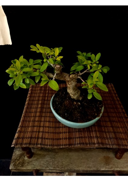 Bonsai Japon Ayvası YAKLAŞIK15 Yaşlarında fırsatları
