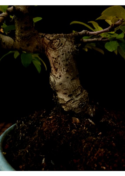 Bonsai Japon Ayvası YAKLAŞIK15 Yaşlarında indirimleri