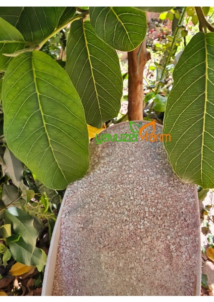 Bitki Coşturan Np Gübre ( 27-05-0 ) Yüksek A.n. Azotlu Keymag Safir 2,5 kg fiyatları