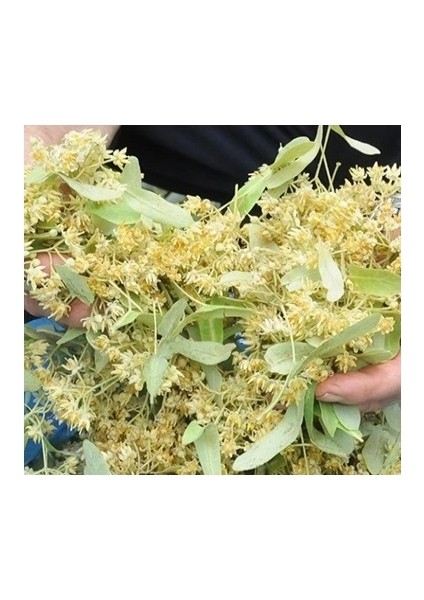 Ihlamur Yaprak Çiçek 1 kg Ihlamur, Derya Eren indirimleri