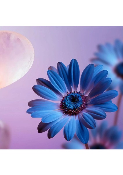 The Dream Collection Saç ve Vücut Spreyi 50 ml fiyatları