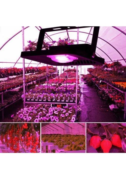 50W Çok Renkli Full Spectrum LED Çip ile Sağlıklı Bitki Gelişimi modelleri