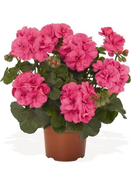 Canlı Saksılı Sardunya Çiçeği Fidanı Pembe 10-20 cm