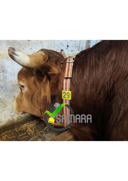 30 Adet Pembe Renk Büyükbaş Hayvan Boyunluk Kemer ve Numaratör Takımı (Kemer+Numara) fırsatları