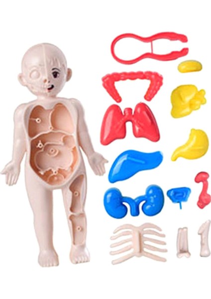 Çocuklar Için I Vücudu Yapboz I Vücudu Organ Indalığı Eğ 3D Yapboz (Yurt Dışından)