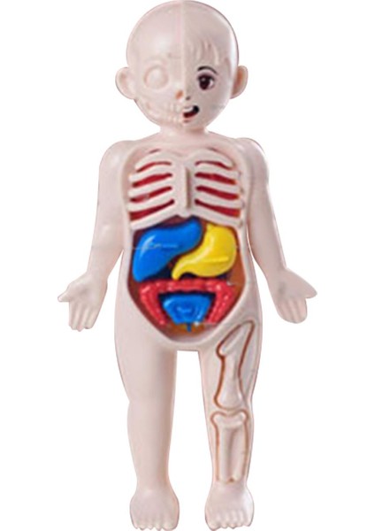Çocuklar Için I Vücudu Yapboz I Vücudu Organ Indalığı Eğ 3D Yapboz (Yurt Dışından) fiyatları