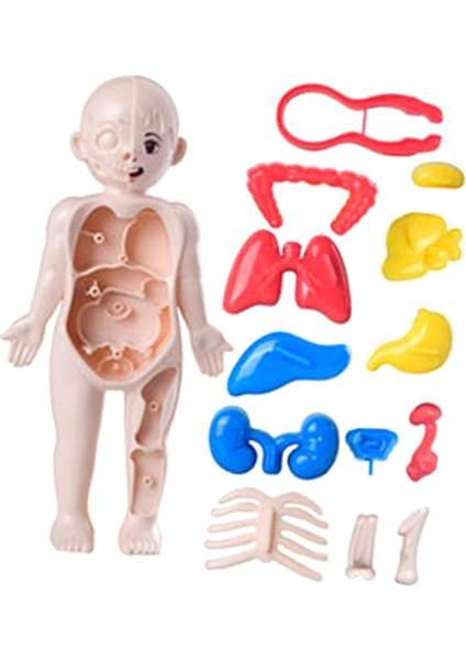 Çocuklar Için I Vücudu Yapboz I Vücudu Organ Indalığı Eğ 3D Yapboz (Yurt Dışından) modelleri