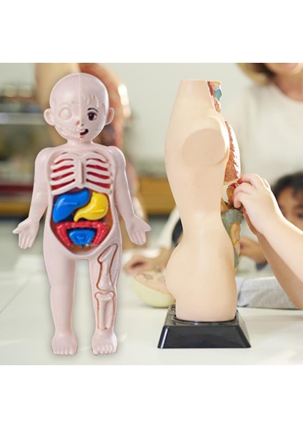 Çocuklar Için I Vücudu Yapboz I Vücudu Organ Indalığı Eğ 3D Yapboz (Yurt Dışından) fırsatları