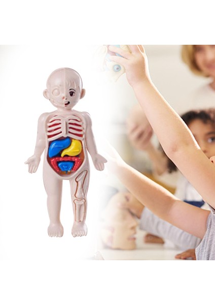 Çocuklar Için I Vücudu Yapboz I Vücudu Organ Indalığı Eğ 3D Yapboz (Yurt Dışından) indirimleri