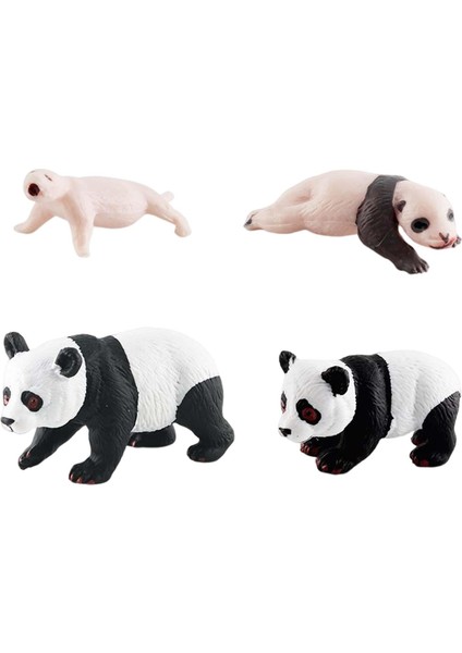 Simülasyon Döngüsü Panda Panda Döngüsü B'nin 4 Aşaması (Yurt Dışından) modelleri