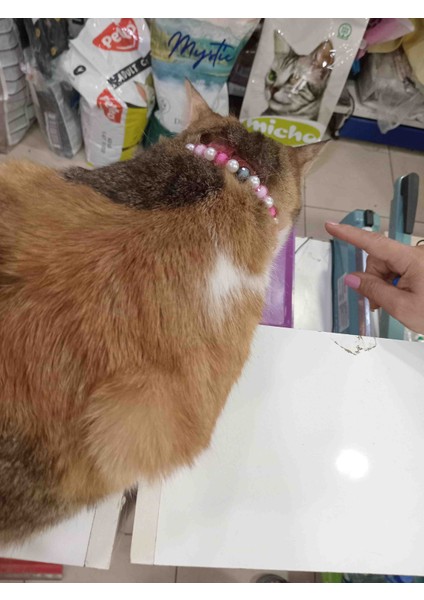 Köpek Kolyesi