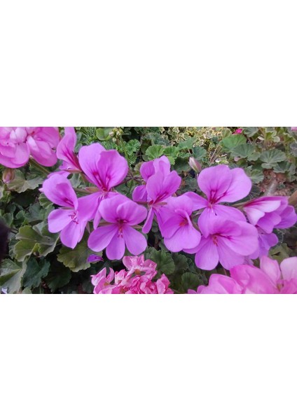 Sarkan Sakız Sardunya