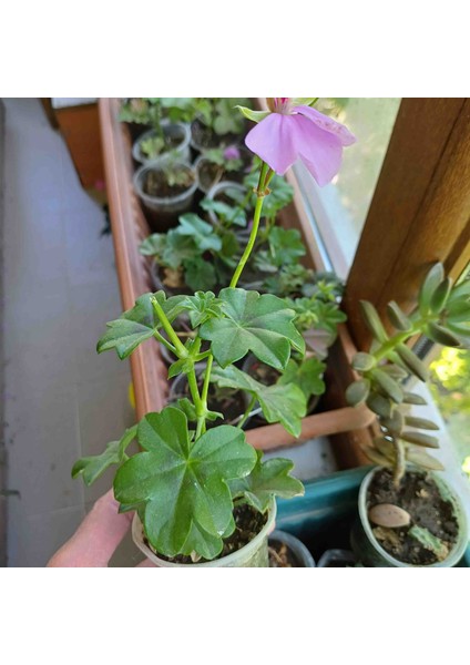 Sarkan Sakız Sardunya fiyatları