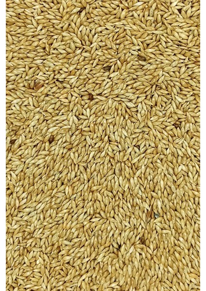 Doğal Taze Kanarya Sade Kuş Yemi - 3 kg modelleri