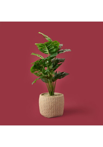 Hasır Saksıda Deve Tabanı - Renkli - 90X26 cm