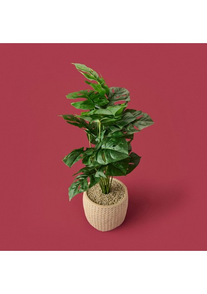 Hasır Saksıda Deve Tabanı - Renkli - 90X26 cm fiyatları