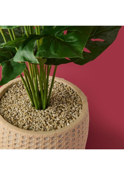 Hasır Saksıda Deve Tabanı - Renkli - 90X26 cm modelleri