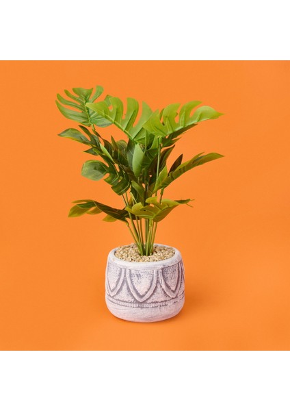 Beyaz Saksıda Deve Tabanı - Renkli - 13X38 cm