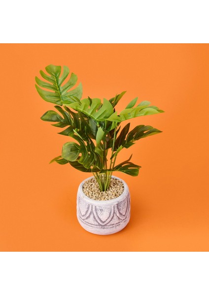 Beyaz Saksıda Deve Tabanı - Renkli - 13X38 cm fiyatları