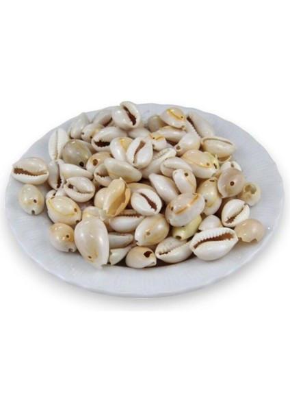 Deniz Salyangoz Kabuğu Fildişi 16 mm Boncuk (35 Adet) fiyatları