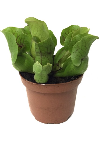 Sarracenia Purpurea 'Venosa' (Sinek Kapan Etobur Bitki)