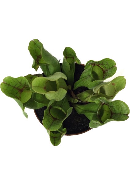 Sarracenia Purpurea 'Venosa' (Sinek Kapan Etobur Bitki) fiyatları