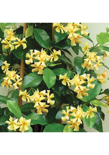 Sarı Çiçekli Sarmaşık Yasemin "star Of Toscane" 1-2 Yaş Arası Tüplü